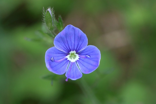 veronika Veronica sp.