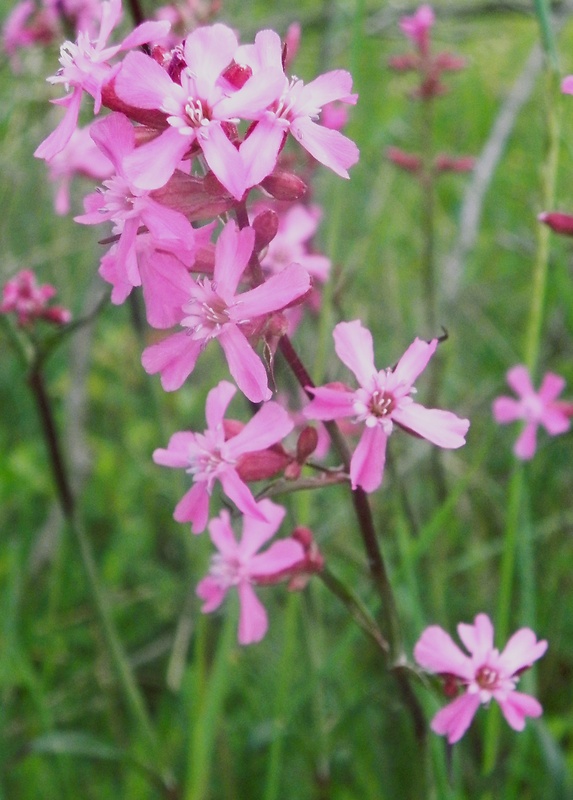 smolnička obyčajná Viscaria vulgaris