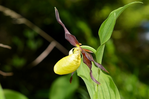 črievičník papučkový Cypripedium calceolus L.