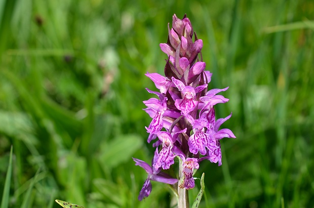 vstavačovec májový pravý Dactylorhiza majalis subsp. majalis (Reincherb.) Hunt & Summerh.