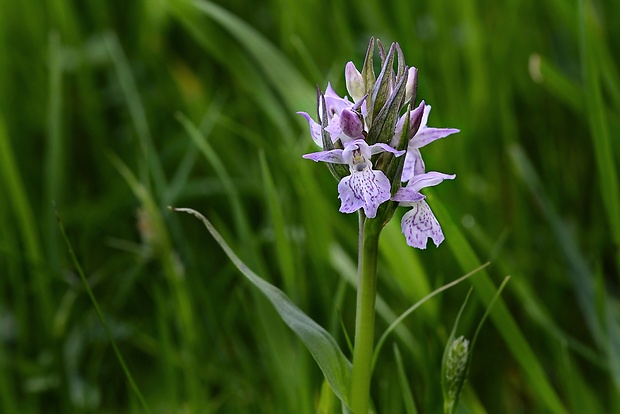 vstavačovec Dactylorhiza sp.