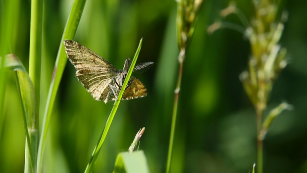 piadivka vresová  Ematurga atomaria L.