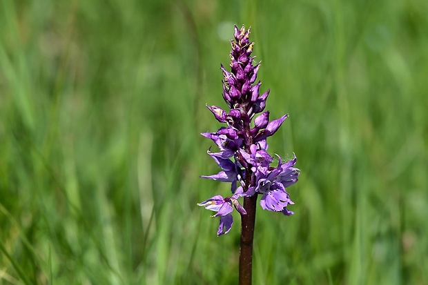 vstavač mužský poznačený Orchis mascula subsp. signifera (Vest) Soó