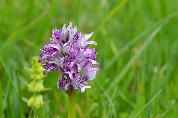 vstavač vojenský Orchis militaris L.