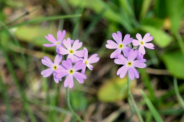 prvosienka pomúčená Primula farinosa L.