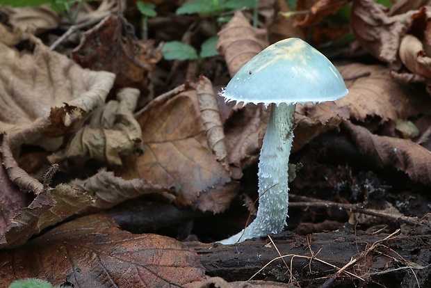 golierovka zelenomodrá Stropharia caerulea Kreisel