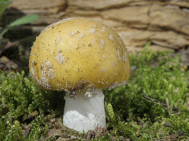 muchotrávka slamovožltá Amanita gemmata (Fr.) Bertill.