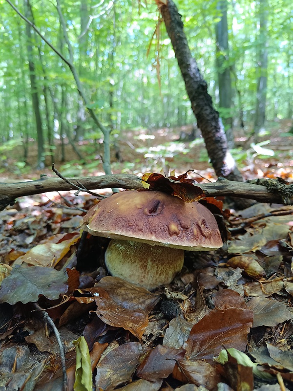 hríb sosnový Boletus pinophilus Pil. et Dermek in Pil.