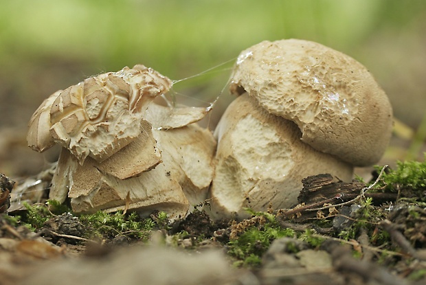 hríb dubový Boletus reticulatus Schaeff.