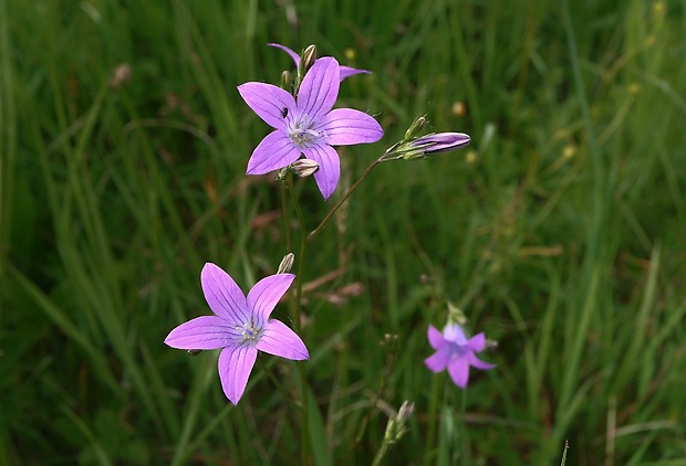 zvonček konáristý Campanula patula L.