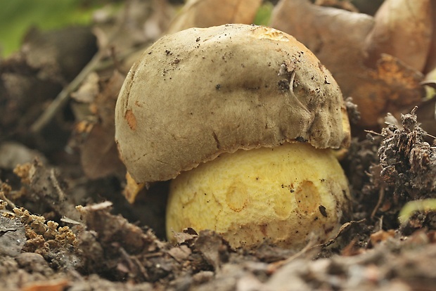 hríb plavý Hemileccinum impolitum (Fr.) Šutara