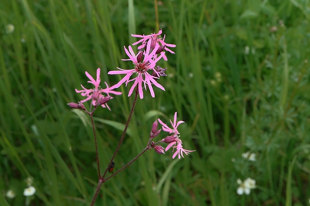 kukučka lúčna Lychnis flos-cuculi L.