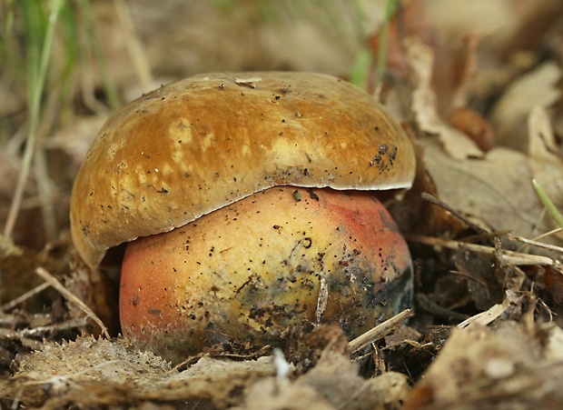 hríb zrnitohlúbikový Sutorius luridiformis (Rostk.) G. Wu & Zhu L. Yang