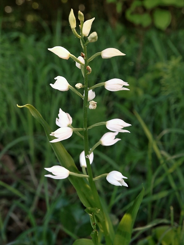 prilbovka dlholistá Cephalanthera longifolia (L.) Fritsch