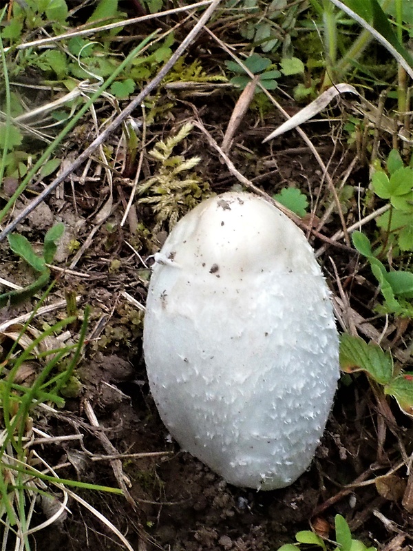 hnojník Coprinus sp.