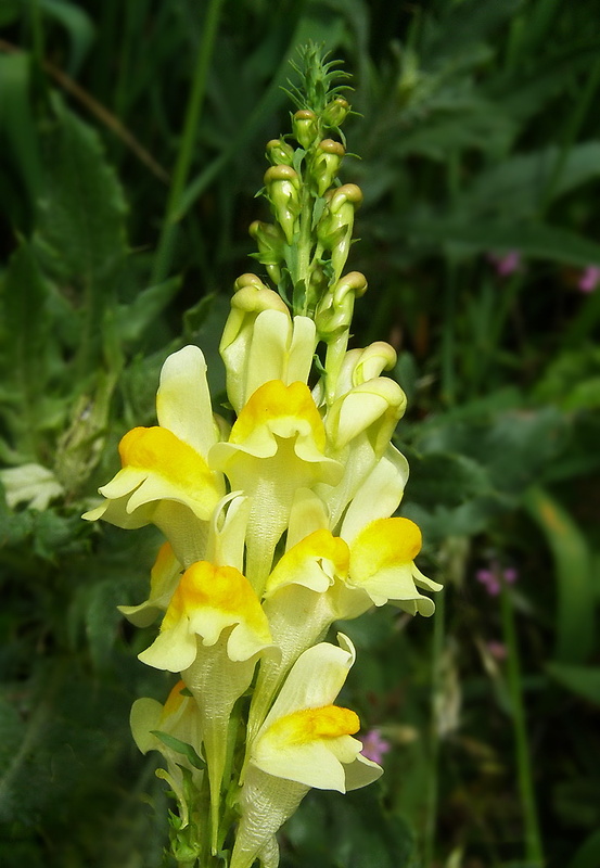 pyštek obyčajný Linaria vulgaris Mill.