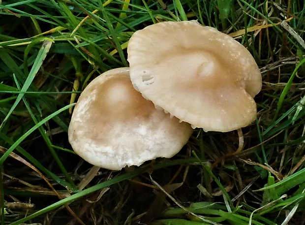 tanečnica poľná Marasmius oreades (Bolton) Fr.