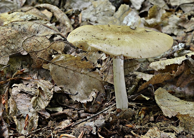 štítovka jelenia Pluteus cervinus (Schaeff.) P. Kumm.