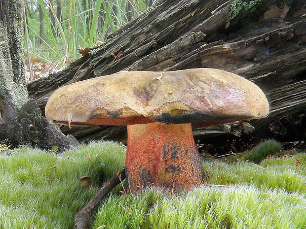 hríb zrnitohlúbikový Sutorius luridiformis (Rostk.) G. Wu & Zhu L. Yang