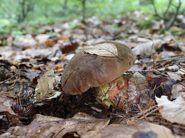 hríb zrnitohlúbikový Sutorius luridiformis (Rostk.) G. Wu & Zhu L. Yang