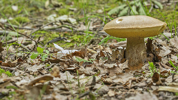 hríb dubový Boletus reticulatus Schaeff.