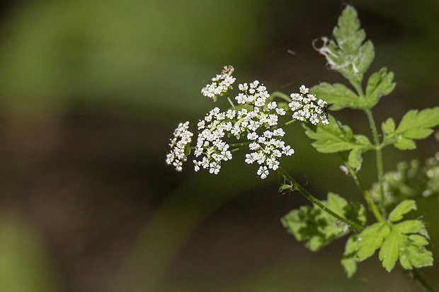 trebuľka voňavá Anthriscus cerefolium (L.) Hoffm.