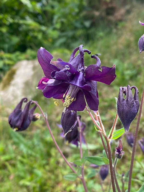 orlíček obyčajný Aquilegia vulgaris L.