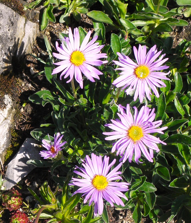 astra alpínska Aster alpinus L.