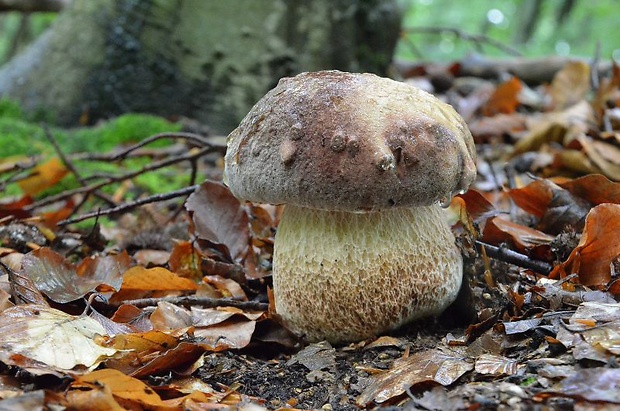 hríb sosnový Boletus pinophilus Pil. et Dermek in Pil.