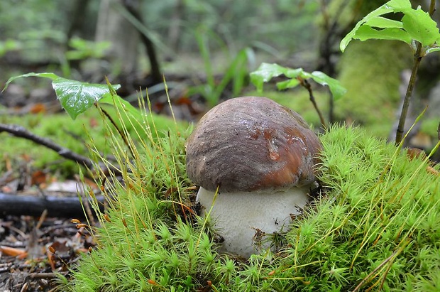 hríb sosnový Boletus pinophilus Pil. et Dermek in Pil.