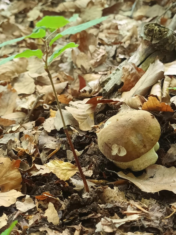 hríb dubový Boletus reticulatus Schaeff.