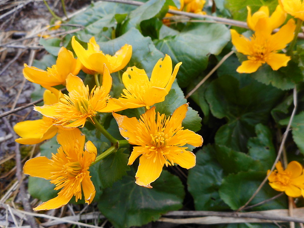 záružlie močiarne horské Caltha palustris subsp. laeta (Schott, Nyman et Kotschy) Hegi