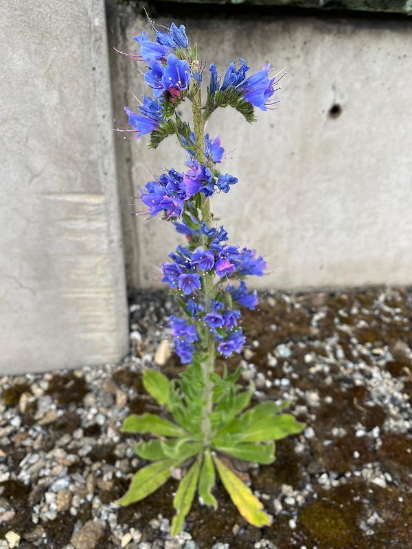 hadinec obyčajný Echium vulgare L.