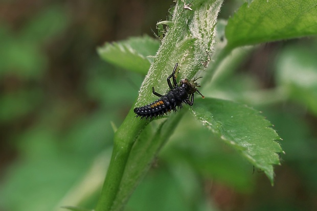 lienka - larva Harmonia axyridis