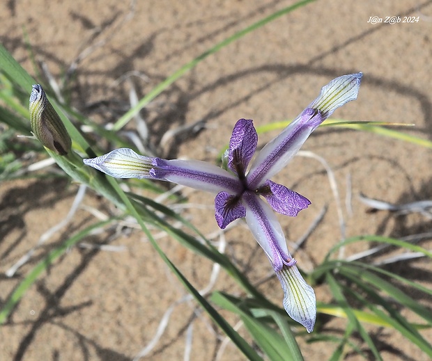 kosatec Iris songarica