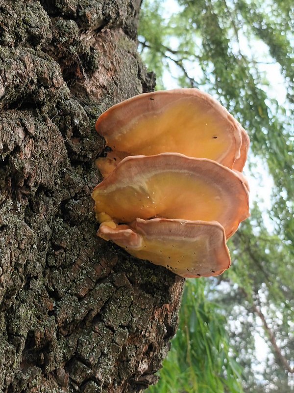 sírovec obyčajný Laetiporus sulphureus (Bull.) Murrill