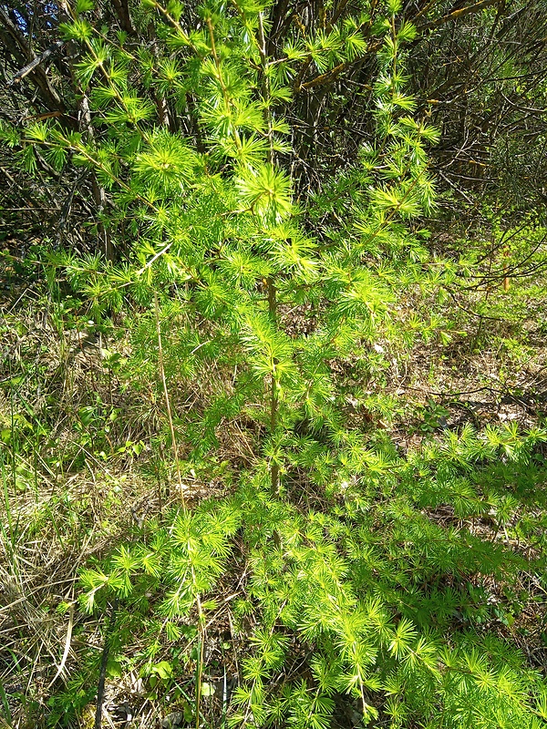 smrekovec opadavý Larix decidua Mill.