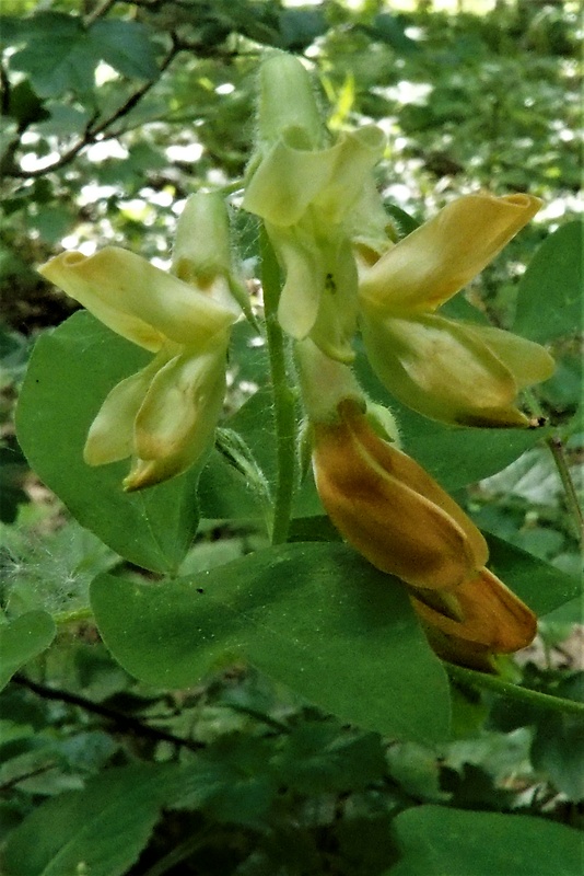 hrachor sedmohradský Lathyrus transsilvanicus (Spreng.) Fritsch