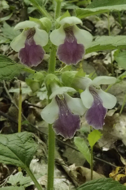 medúnka medovkolistá Melittis melissophyllum L.