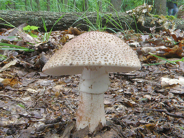 muchotrávka červenkastá Amanita rubescens Pers.