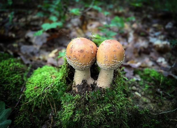 muchotrávka červenkastá Amanita rubescens Pers.