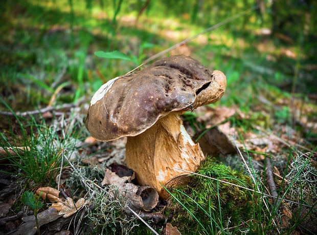 hríb bronzový Boletus aereus Bull. ex Fr.