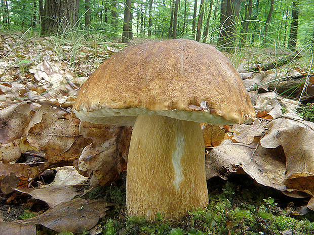 hríb dubový Boletus reticulatus Schaeff.