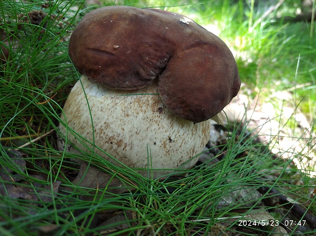 hríb dubový Boletus reticulatus Schaeff.