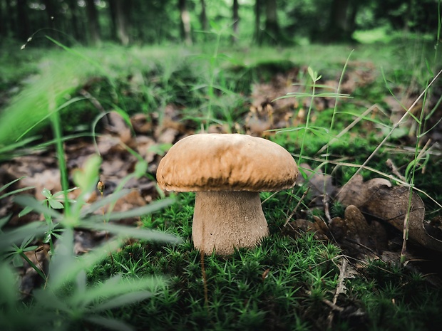 hríb dubový Boletus reticulatus Schaeff.