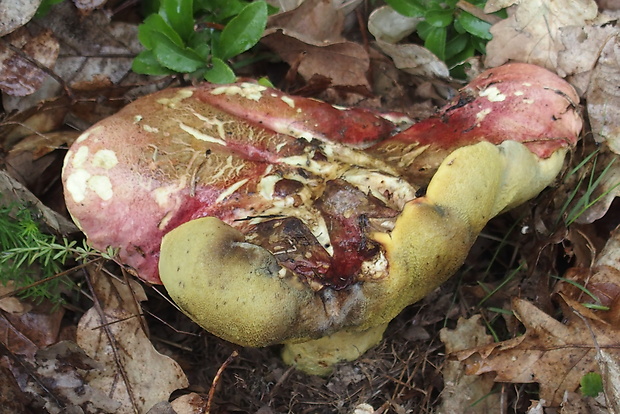 hríb kráľovský Butyriboletus regius (Krombh.) D. Arora & J.L. Frank