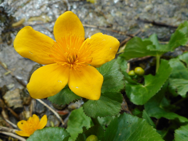 záružlie močiarne horské Caltha palustris subsp. laeta (Schott, Nyman et Kotschy) Hegi