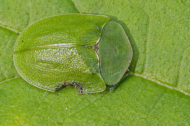 štítnatec zelený  Cassida viridis