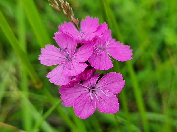 klinček kartuziánsky Dianthus carthusianorum L.