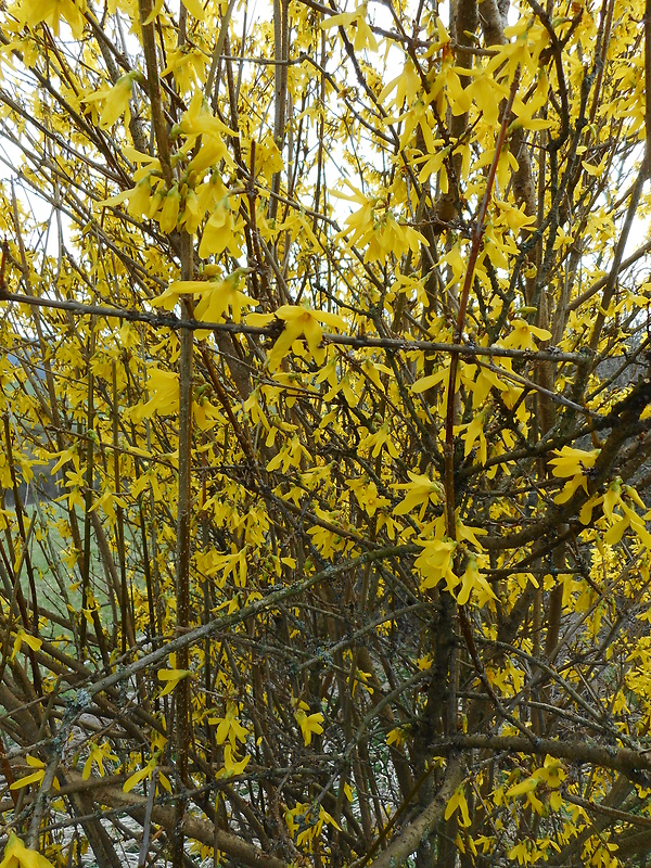 zlatovka previsnutá Forsythia suspensa Vahl